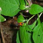 Red bug on leaf in Australia