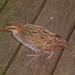 Banded Rail bird