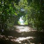 Forest Tunnel in Cairns