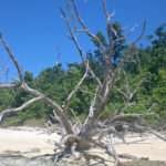 Giant Driftwood on Beach