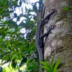 Goanna lizard in tree