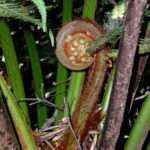 Australian Tree Fern