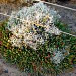 Australian Saltbush