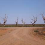 Desert Trees in Outback