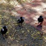 Trio of magpie birds