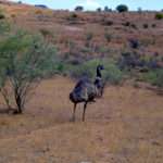 Outback Emu