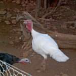 Aboriginal turkeys