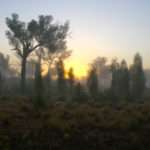 Misty Outback Trees