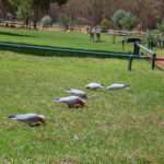 Pink Galahs in grass