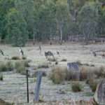 Wild kangaroos