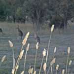 Wild Kangaroos of Australia