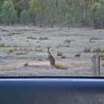 Nosy Kangaroo