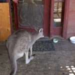 Kangaroo at the door