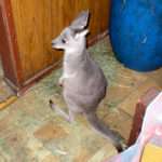 Young kangaroo