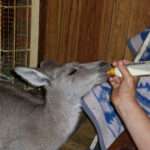 Feeding a Joey