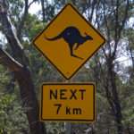 Kangaroo Crossing