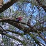 Crimson Rosella Parrot