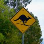 Skiing Kangaroo Crossing