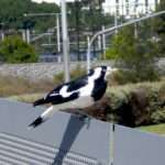 Melbourne Magpie