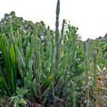 Cacti in Nimbin