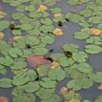 Lily pads in Nimbin