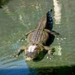 Crocodile in water