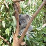 Koala in tree