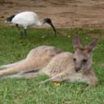 Lazy kangaroo and bird