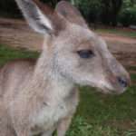 Kangaroo Closeup