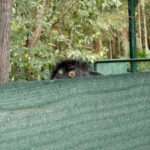 Peeping Emu