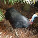 Cassowary bird