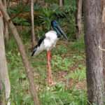 Jabiru crane