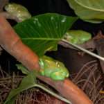 Fat tree frog at Sydney Aquarium