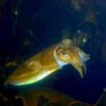 Cthulhu swimming in the Sydney Aquarium