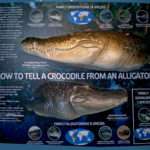 How to tell a crocodile from an alligator