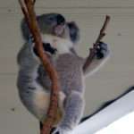 Koala bear doesn't care