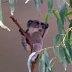 Koala in tree