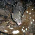 Spotted Tail Quoll