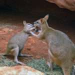 Wallaby spit bath