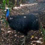 Cassowary