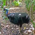 Cassowary Bird