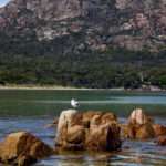 Cradle Mountain Seagull