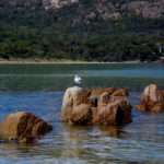 Seagull on rock