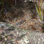 Tasmanian Lizard