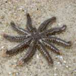 Starfish of Tasmania