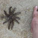 Foot-sized Starfish