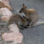 Feeding Joey