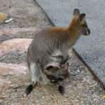 Clean the wallaby