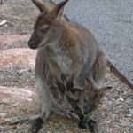 Wallaby and Joey