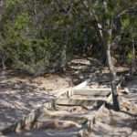 Path to Tasmanian Forest